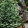 Gimborn Beauty Hinoki Cypress - 1 Gallon Pot