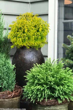 Gitte Dwarf Hinoki Cypress - 2 Gallon Pot -Wilson Bros Gardens chamaecyparis obtusa gitte dwarf hinoki cypress 4