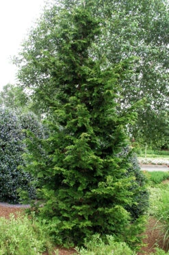 Slender Hinoki Cypress - 1 Gallon Pot -Wilson Bros Gardens chamaecyparis obtusa gracilis slender hinoki cypress 101 2