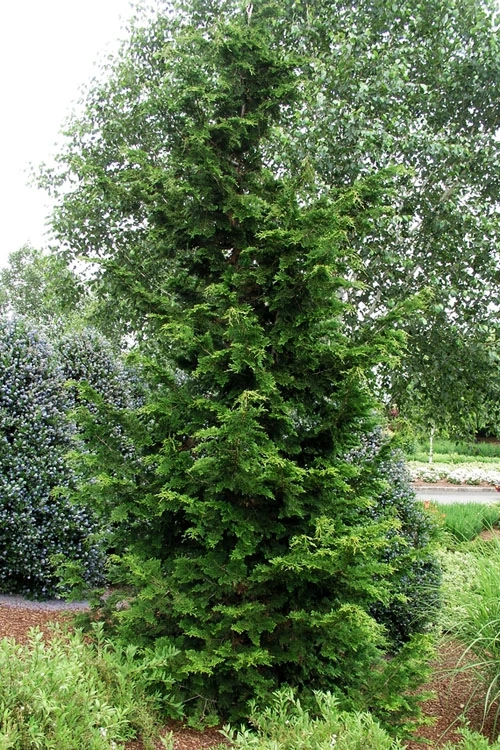 Slender Hinoki Cypress - 3 Gallon Pot (1.5-2') 3 Slender Hinoki Cypress - 3 Gallon Pot (1.5-2') - Image 3