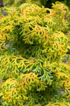 Melody Golden Hinoki Cypress - 9" Pot (2 Gallon) -Wilson Bros Gardens chamaecyparis obtusa melody dwarf golden hinoki cypress 1