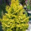 Melody Golden Hinoki Cypress - 9" Pot (2 Gallon)