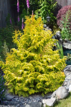 Melody Golden Hinoki Cypress - 9" Pot (2 Gallon)