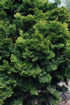 Dwarf Hinoki Cypress (Chamaecyparis Obtusa 'Nana Gracilis') - 3 Gallon Pot -Wilson Bros Gardens chamaecyparis obtusa nana gracilis dwarf hinoki cypress 10