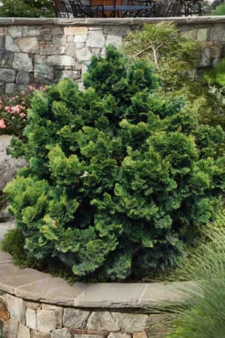 Dwarf Hinoki Cypress (Chamaecyparis Obtusa 'Nana Gracilis') - 3 Gallon Pot