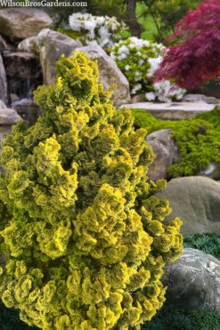Golden Dwarf Hinoki Cypress - Chamaecyparis Obtusa 'Nana Lutea' - 2 Gallon Pot(1'-2') -Wilson Bros Gardens chamaecyparis obtusa nana lutea 100