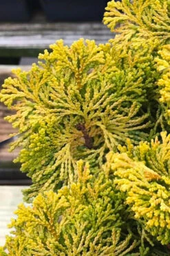 Golden Dwarf Hinoki Cypress - Chamaecyparis Obtusa 'Nana Lutea' - 2 Gallon Pot(1'-2') -Wilson Bros Gardens chamaecyparis obtusa nana lutea 103