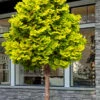 Golden Dwarf Hinoki Cypress Single Trunk Topiary Tree (Chamaecyparis Obtusa 'Nana Lutea') - 2 Gallon Pot