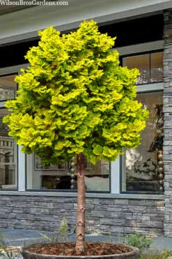 Golden Dwarf Hinoki Cypress (Tree Form Topiary) - Chamaecyparis Obtusa 'Nana Lutea' - 1 Gallon Pot