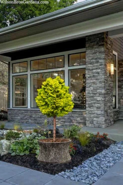 Golden Dwarf Hinoki Cypress Single Trunk Topiary Tree (Chamaecyparis Obtusa 'Nana Lutea') - 2 Gallon Pot -Wilson Bros Gardens chamaecyparis obtusa nana lutea golden dwarf hinoki cypress topiary tree 2 2