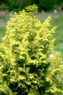 Spirited Golden Hinoki Cypress - 2 Gallon Pot -Wilson Bros Gardens chamaecyparis obtusa spirited hinoki cypress 1