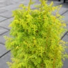 Spirited Golden Hinoki Cypress - 1 Gallon Pot