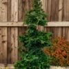 Well's Special Hinoki Cypress - 3 Gallon Pot