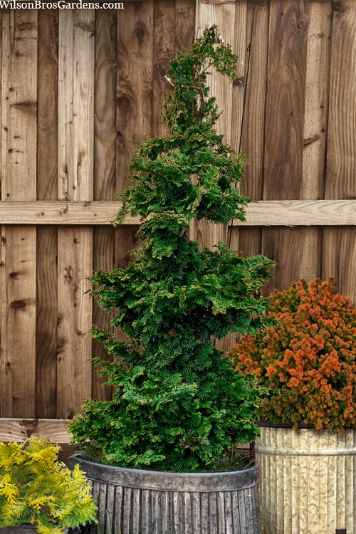 Well's Special Hinoki Cypress - 3 Gallon Pot 1 Well's Special Hinoki Cypress - 3 Gallon Pot