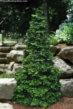 Well's Special Hinoki Cypress - 3 Gallon Pot 10 Well's Special Hinoki Cypress - 3 Gallon Pot -Wilson Bros Gardens chamaecyparis obtusa wells special hinoki cypress 2