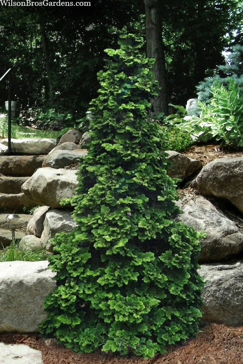 Well's Special Hinoki Cypress - 3 Gallon Pot 4 Well's Special Hinoki Cypress - 3 Gallon Pot - Image 4