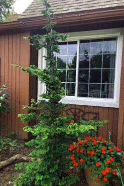 Well's Special Hinoki Cypress - 3 Gallon Pot 12 Well's Special Hinoki Cypress - 3 Gallon Pot -Wilson Bros Gardens chamaecyparis obtusa wells special hinoki cypress 3