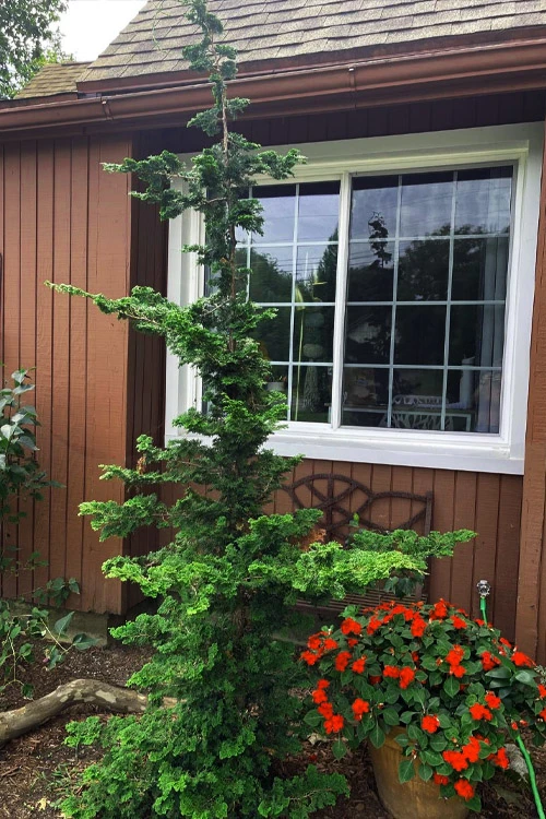 Well's Special Hinoki Cypress - 3 Gallon Pot 6 Well's Special Hinoki Cypress - 3 Gallon Pot - Image 6