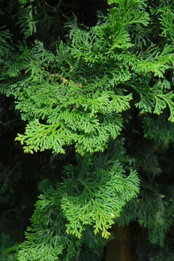 Well's Special Hinoki Cypress - 3 Gallon Pot 13 Well's Special Hinoki Cypress - 3 Gallon Pot -Wilson Bros Gardens chamaecyparis obtusa wells special hinoki cypress 5
