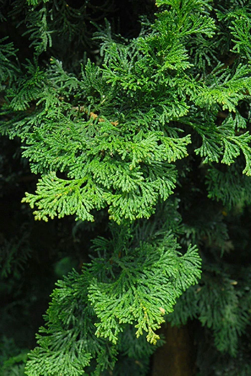 Well's Special Hinoki Cypress - 3 Gallon Pot 7 Well's Special Hinoki Cypress - 3 Gallon Pot - Image 7
