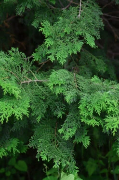 Well's Special Hinoki Cypress - 3 Gallon Pot 11 Well's Special Hinoki Cypress - 3 Gallon Pot -Wilson Bros Gardens chamaecyparis obtusa wells special hinoki cypress 6