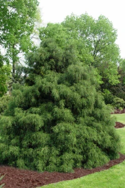 Green Thread Cypress (Chamaecyparis Pisifera Filifera)- 3 Gallon Pot