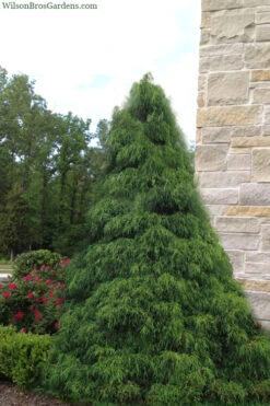 Green Thread Cypress (Chamaecyparis Pisifera Filifera)- 3 Gallon Pot 9 Green Thread Cypress (Chamaecyparis Pisifera Filifera)- 3 Gallon Pot -Wilson Bros Gardens chamaecyparis pisifera filifera green thread cypress 4