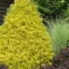 Gold Mop Threadleaf Cypress - 1 Gallon Pot