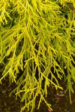 Gold Mop Threadleaf Cypress - 3 Gallon Pot -Wilson Bros Gardens chamaecyparis pisifera gold mop cypress 102
