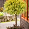 Gold Mop Threadleaf Cypress Tree (Standard Topiary) - 7 Gallon Pot 3-4'