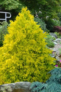 Gold Spangle Sawara Cypress - 6 Pack Of 1 Gallon Pots