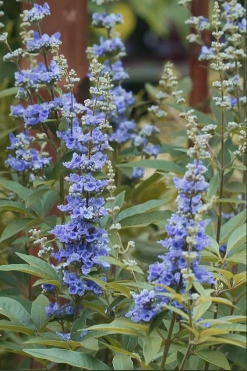 Blue Chaste Tree - Vitex Agnus-castus - 3 Gallon Pot 4 Blue Chaste Tree - Vitex Agnus-castus - 3 Gallon Pot - Image 4