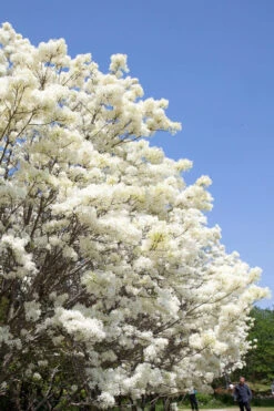 China Doll Fringetree - 2 Gallon Pot 10 China Doll Fringetree - 2 Gallon Pot -Wilson Bros Gardens chionanthus retusus china doll chinese fringe tree 1
