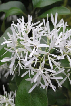 China Doll Fringetree - 2 Gallon Pot 11 China Doll Fringetree - 2 Gallon Pot -Wilson Bros Gardens chionanthus retusus china doll chinese fringe tree 3