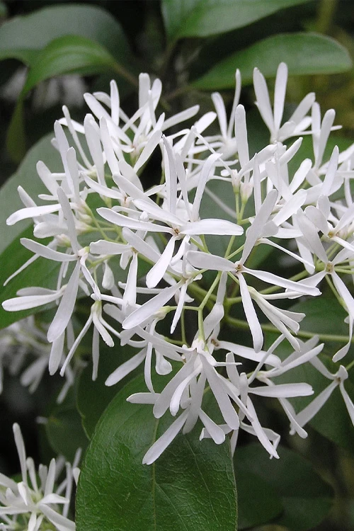 China Doll Fringetree - 2 Gallon Pot 6 China Doll Fringetree - 2 Gallon Pot - Image 6