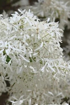 China Snow Chinese Fringe Tree (Chionanthus Retusus) - 7 Gallon Pot (6-7') -Wilson Bros Gardens chionanthus retusus china snow chinese fringe tree 1