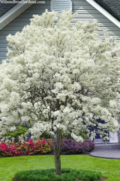 China Snow Chinese Fringe Tree (Chionanthus Retusus) - 7 Gallon Pot (5-6')