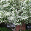 Chinese Fringe Tree - Chionanthus Retusus - 7 Gallon Pot (5-6')