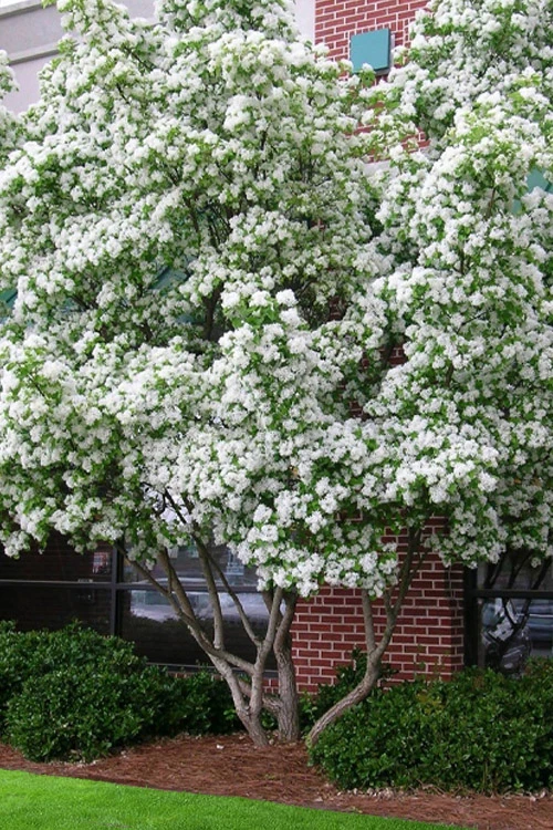 Chinese Fringe Tree - Chionanthus Retusus - 7 Gallon Pot (5-6') 1 Chinese Fringe Tree - Chionanthus Retusus - 7 Gallon Pot (5-6')