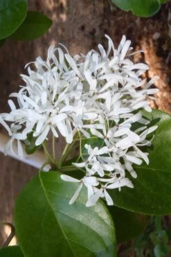 China Snow Chinese Fringe Tree (Chionanthus Retusus) - 7 Gallon Pot (6-7') -Wilson Bros Gardens chionanthus retusus tokyo tower chinese fringe tree 4