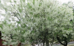 Grancy Graybeard - White Fringe Tree - 3 Gallon Pot -Wilson Bros Gardens chionanthus virginicus grancy greybeard multi stem tree 4 2