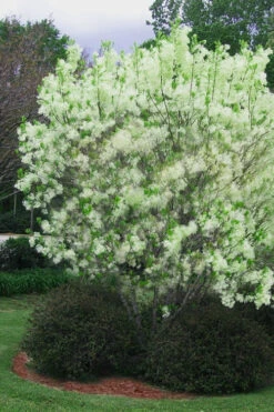 Grancy Graybeard - White Fringe Tree - 2.5 Gallon Pot -Wilson Bros Gardens chionanthus virginicus grancy greybeard multi stem tree 5 1