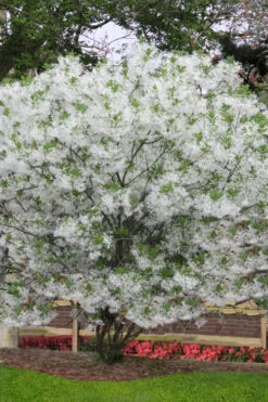 Grancy Graybeard - White Fringe Tree - 3 Gallon Pot -Wilson Bros Gardens chionanthus virginicus grancy greybeard multi stem tree 6 2