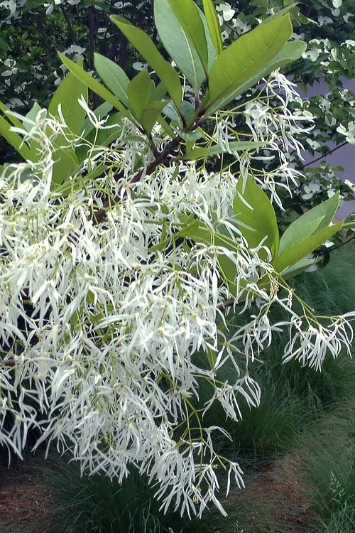 Spring Fleecing Fringe Tree (Chionanthus Virginicus) - 7 Gallon Pot (4-5') 4 Spring Fleecing Fringe Tree (Chionanthus Virginicus) - 7 Gallon Pot (4-5') - Image 4
