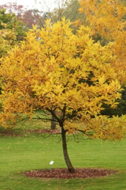 Spring Fleecing Fringe Tree (Chionanthus Virginicus) - 7 Gallon Pot (4-5') 11 Spring Fleecing Fringe Tree (Chionanthus Virginicus) - 7 Gallon Pot (4-5') -Wilson Bros Gardens chionanthus virginicus spring fleecing fringe tree 2 2