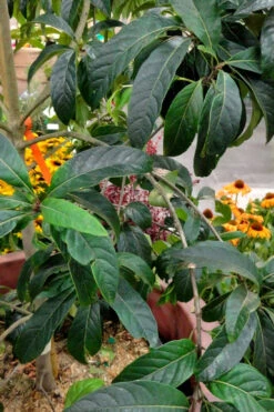 Spring Fleecing Fringe Tree (Chionanthus Virginicus) - 2 Gallon Pot 10 Spring Fleecing Fringe Tree (Chionanthus Virginicus) - 2 Gallon Pot -Wilson Bros Gardens chionanthus virginicus spring fleecing fringe tree 3 5