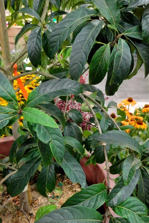Spring Fleecing Fringe Tree (Chionanthus Virginicus) - 2 Gallon Pot 5 Spring Fleecing Fringe Tree (Chionanthus Virginicus) - 2 Gallon Pot - Image 5