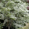 Spring Fleecing Fringe Tree (Chionanthus Virginicus) - 2 Gallon Pot