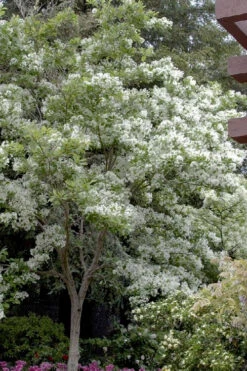 Spring Fleecing Fringe Tree (Chionanthus Virginicus) - 2 Gallon Pot