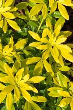 Goldfingers Mexican Orange Blossom (Choisya) - 2 Gallon Pot -Wilson Bros Gardens choisya ternata goldfinger mexican orange blossom 1 1